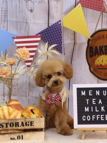 20240925チャッピーくん